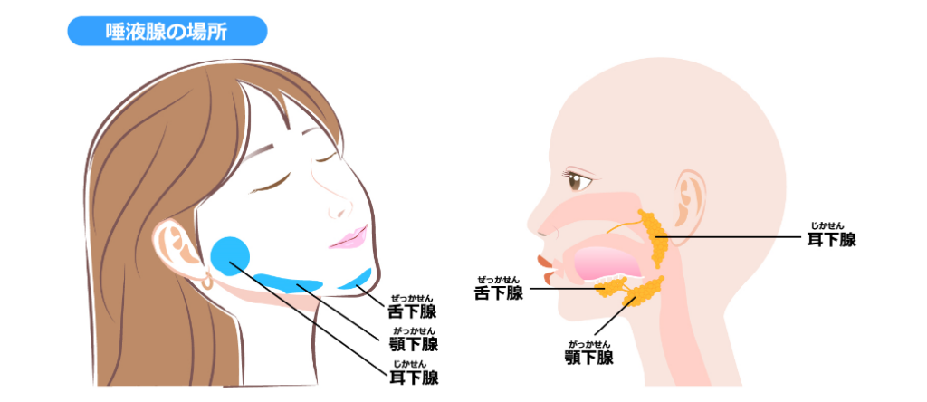 唾液腺の場所　三大唾液腺